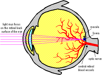 Parts of the Eye