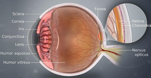 Anatomy of Eye